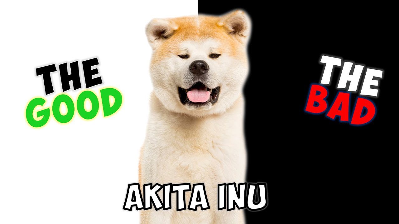 Akita – Pros and Cons of Owning One