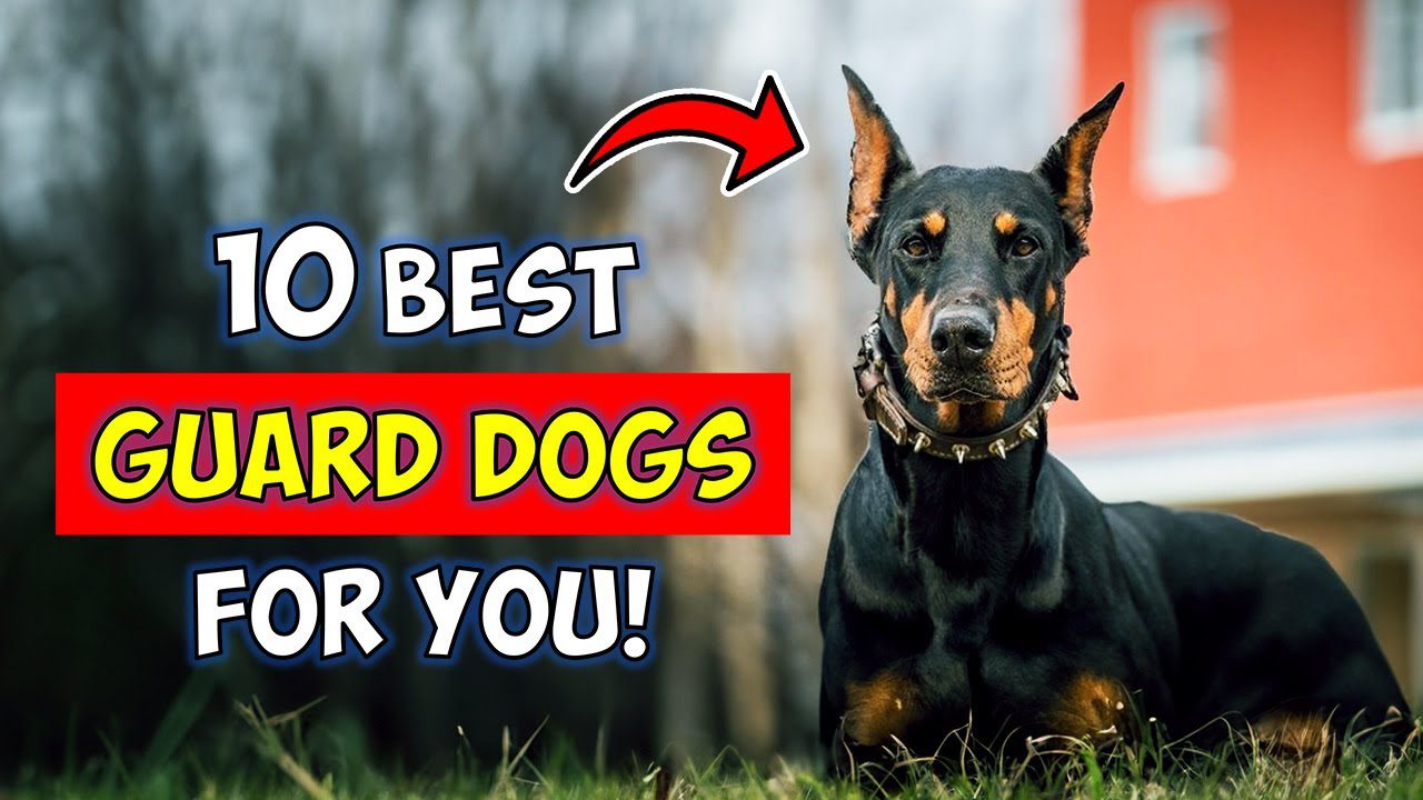 10 Best Guard Dog Breeds For FirstTime Owners